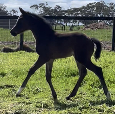 Danson Royal Elizabeth